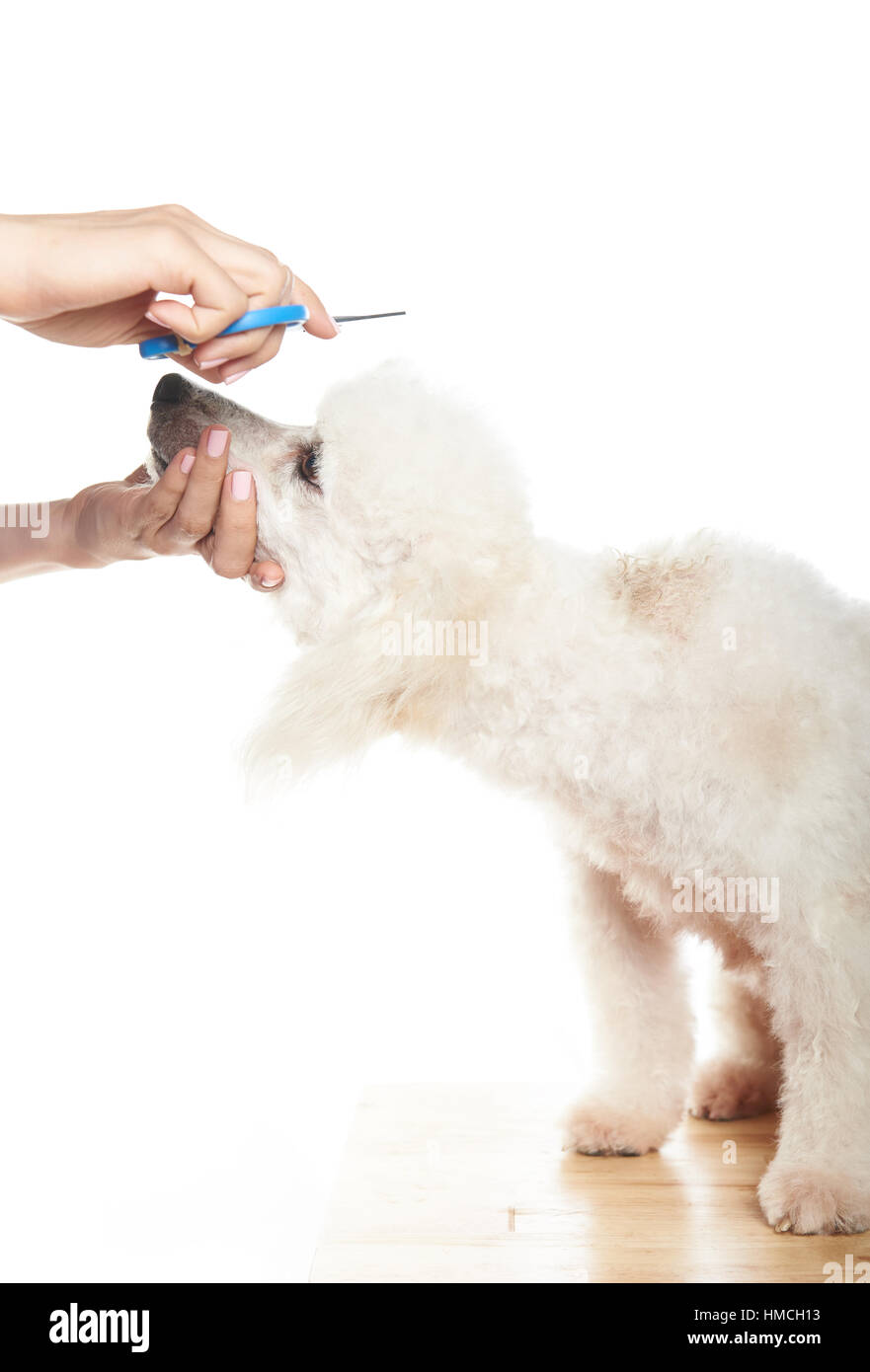 white french poodle getting hair cut sitting on table Stock Photo