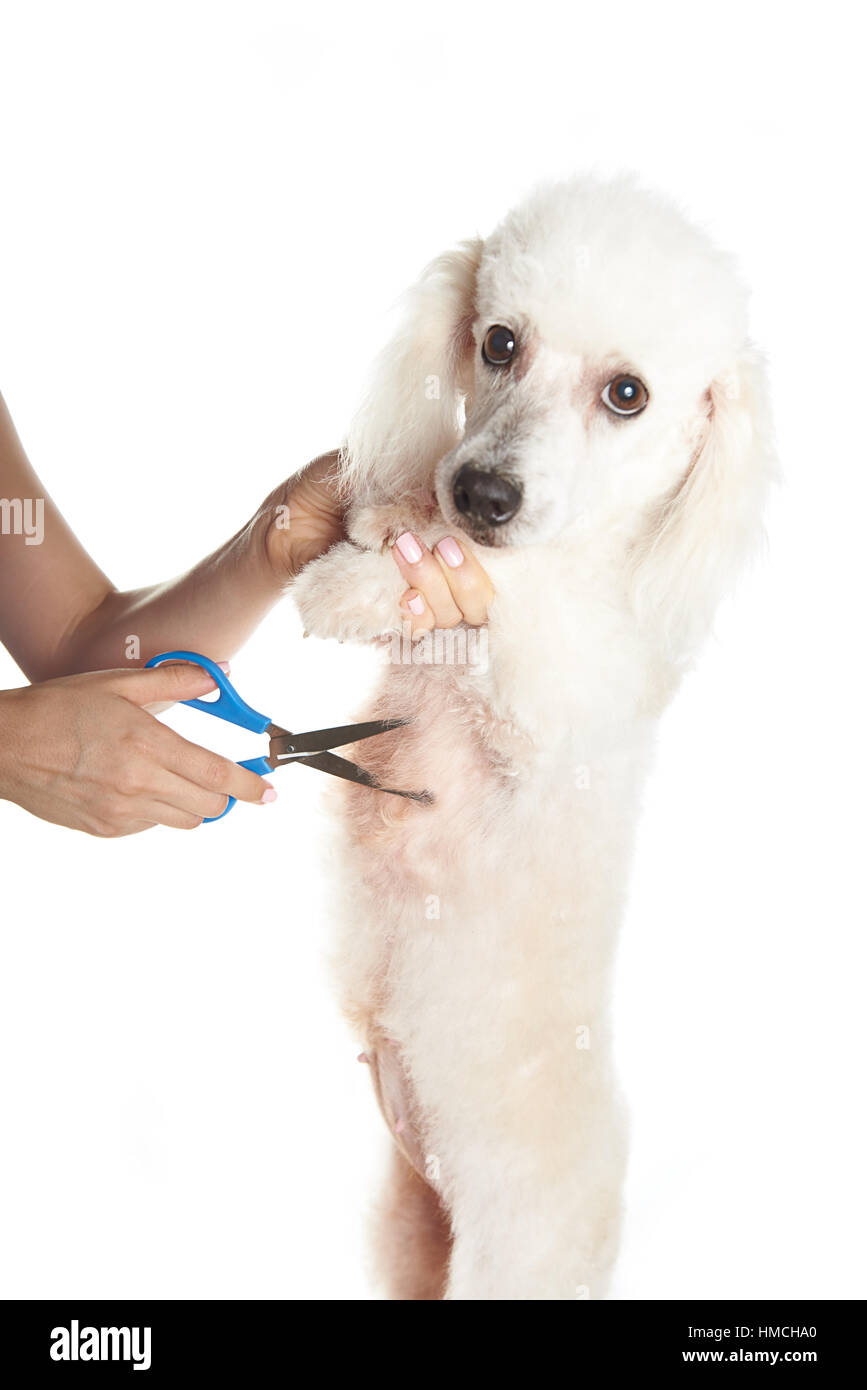 white french poodle dog getting hair cut on top table Stock Photo