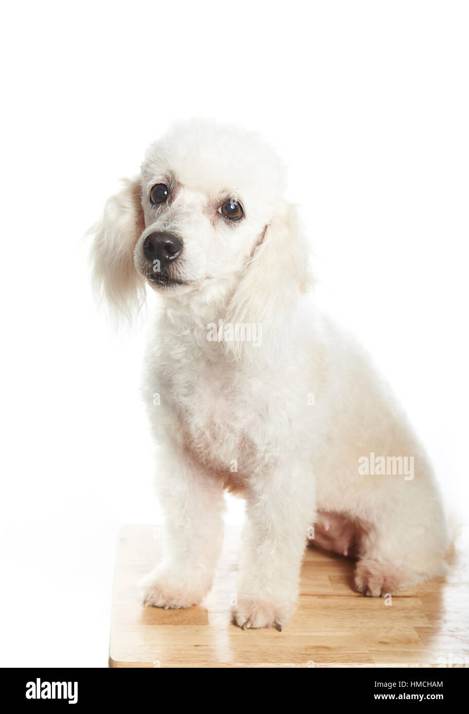 white female french poodle dog on table and white background Stock Photo