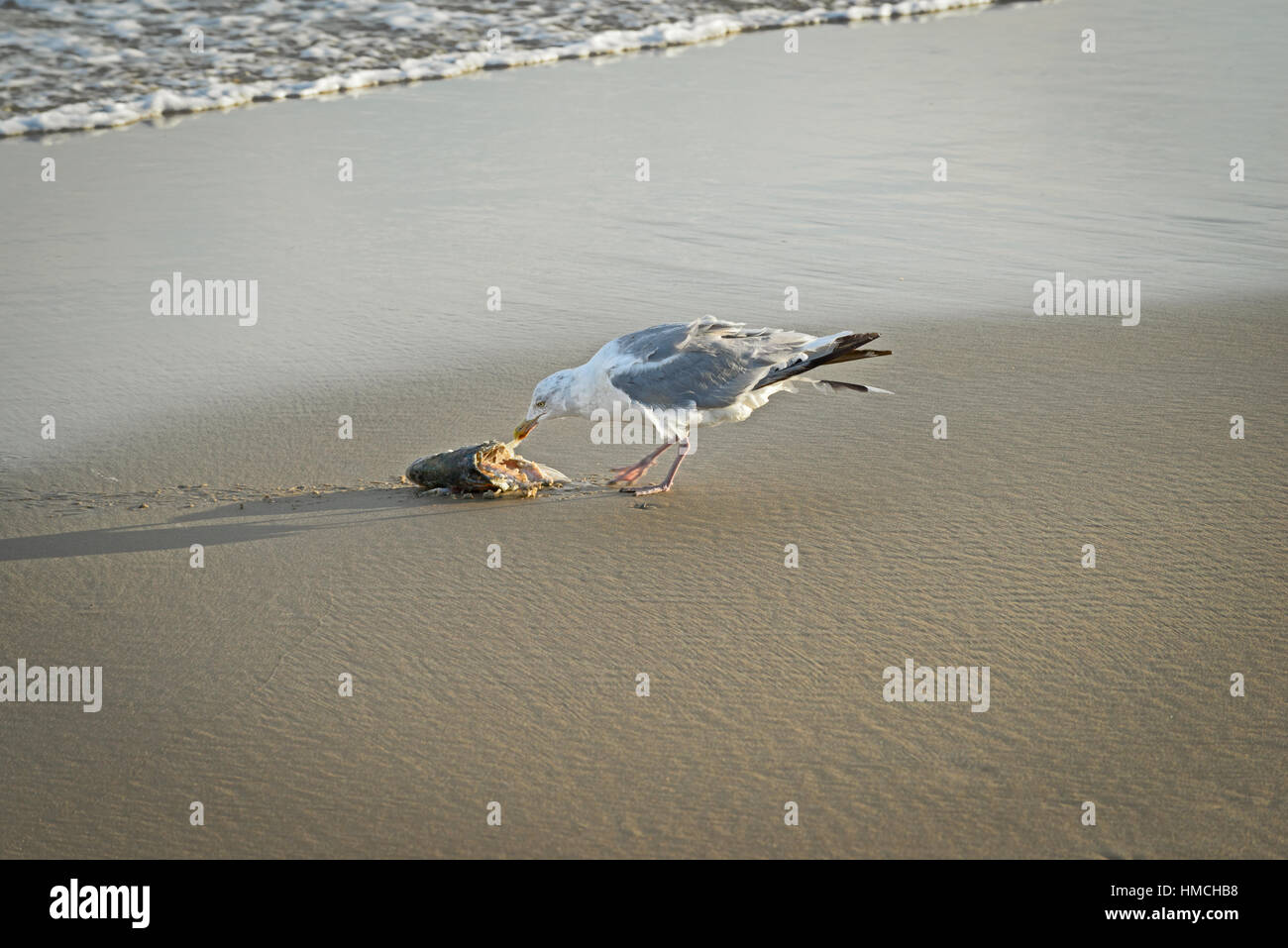 Seagull eating dead fish washed up on the dutch beach Stock Photo