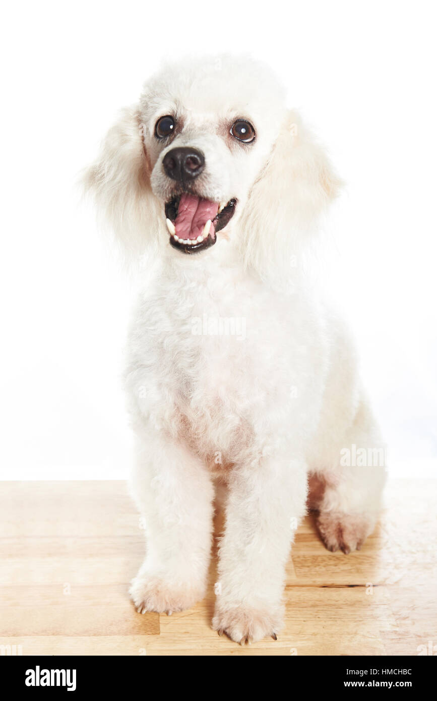 white poodle sit on wood table looking up Stock Photo