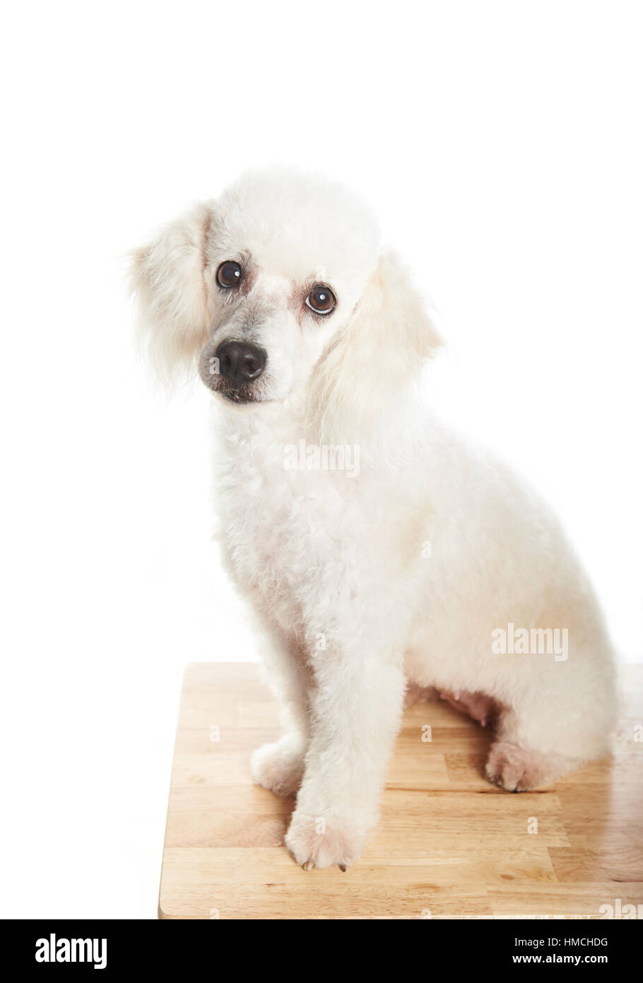 white french poodle female dog sitting on table with white background Stock Photo