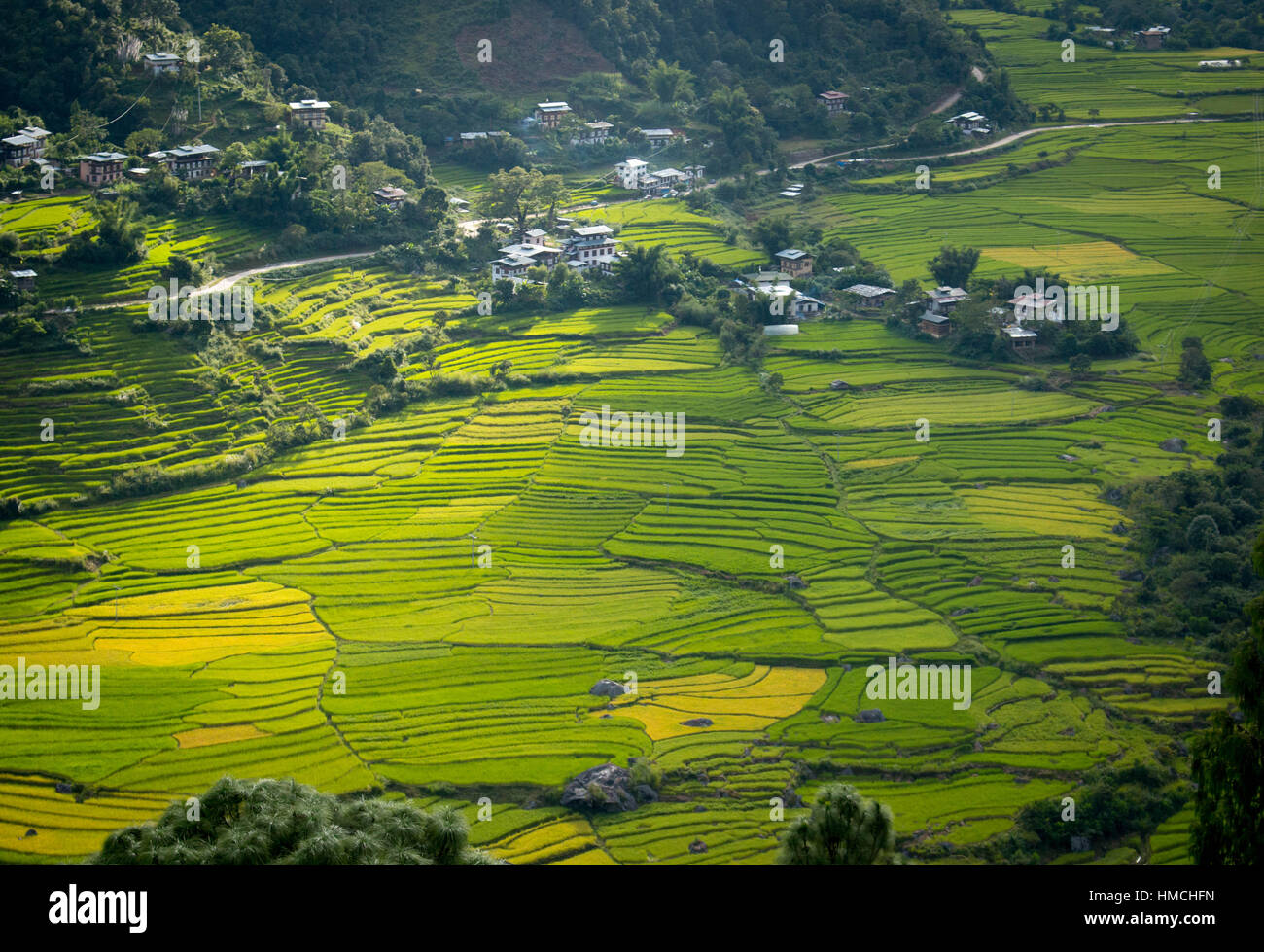 Bhutan Rice fields punakha valley Aerial view Stock Photo