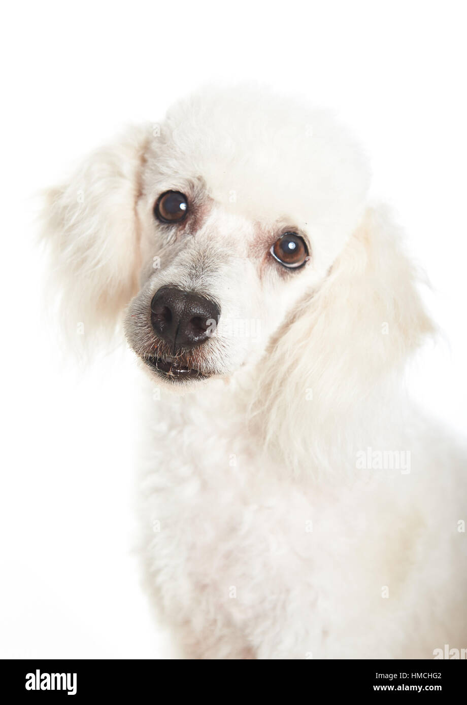 portrait of white healthy poodle isolated Stock Photo