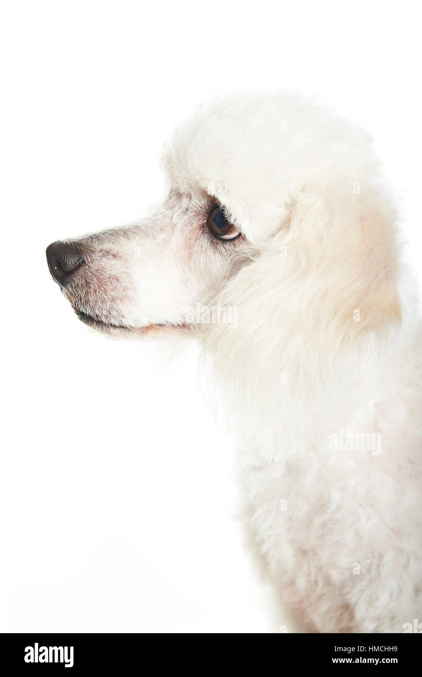 profile of white poodle dog isolated on white Stock Photo