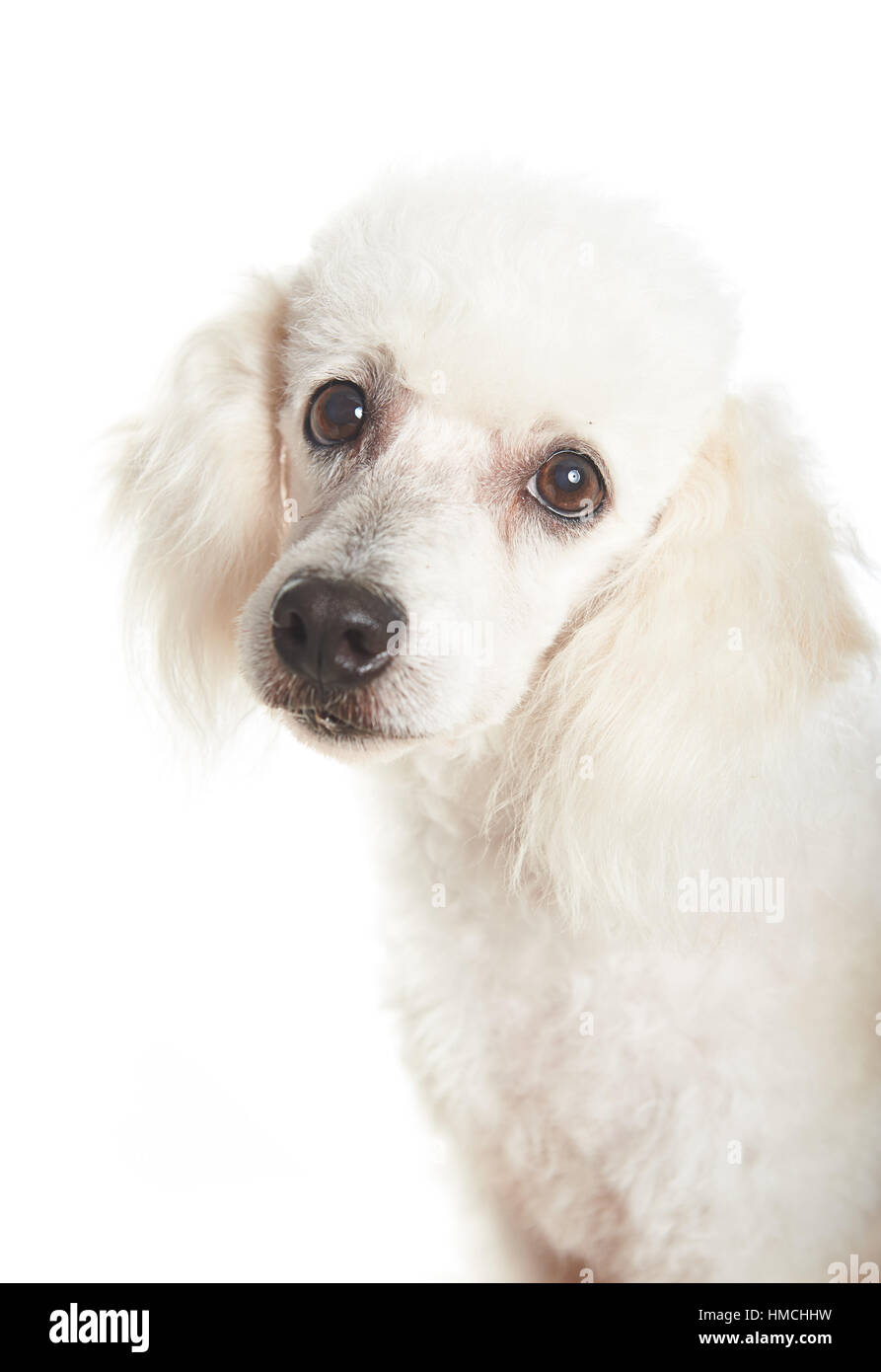 closeup of white french female poodle dog looking at the camera Stock Photo