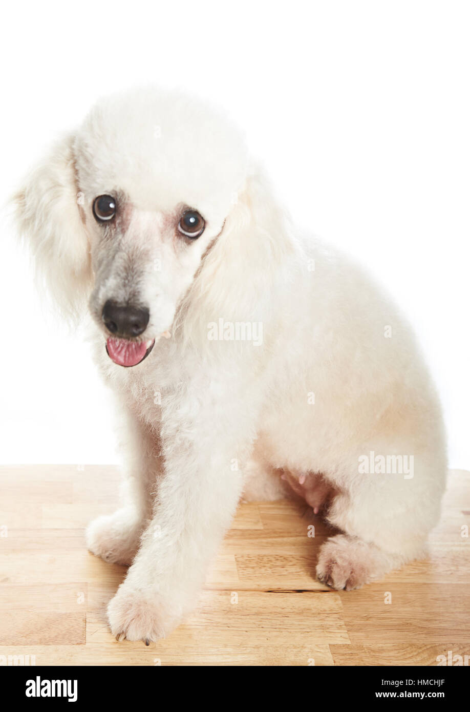 female white french poodle dog sitting on table Stock Photo