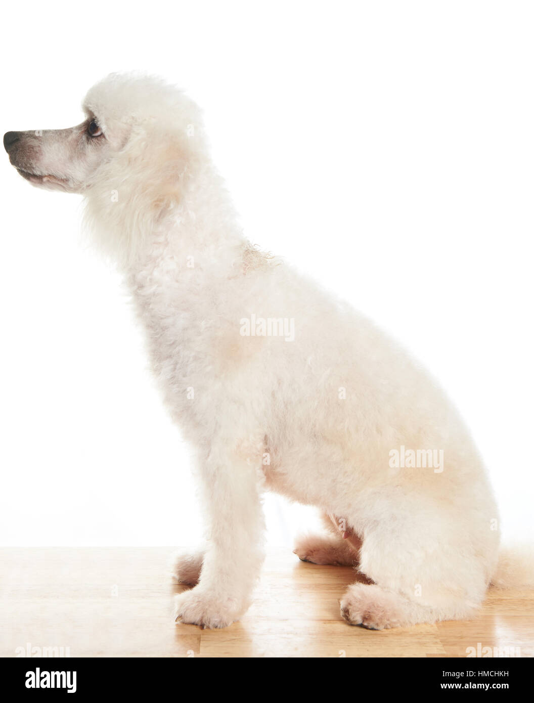 white poodle dog sit in profile isolated Stock Photo