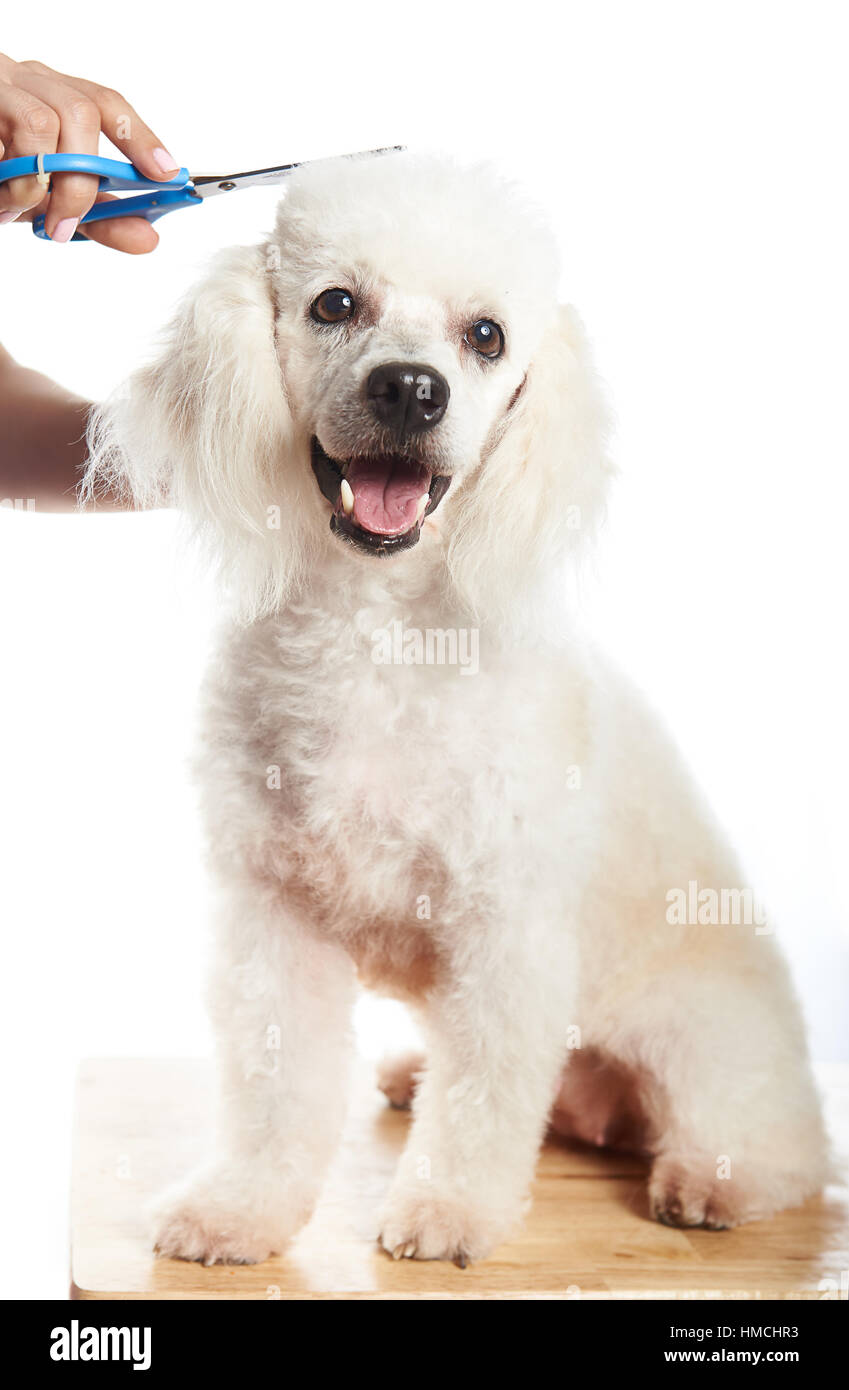 happy white french poodle female dog getting a hair cut Stock Photo