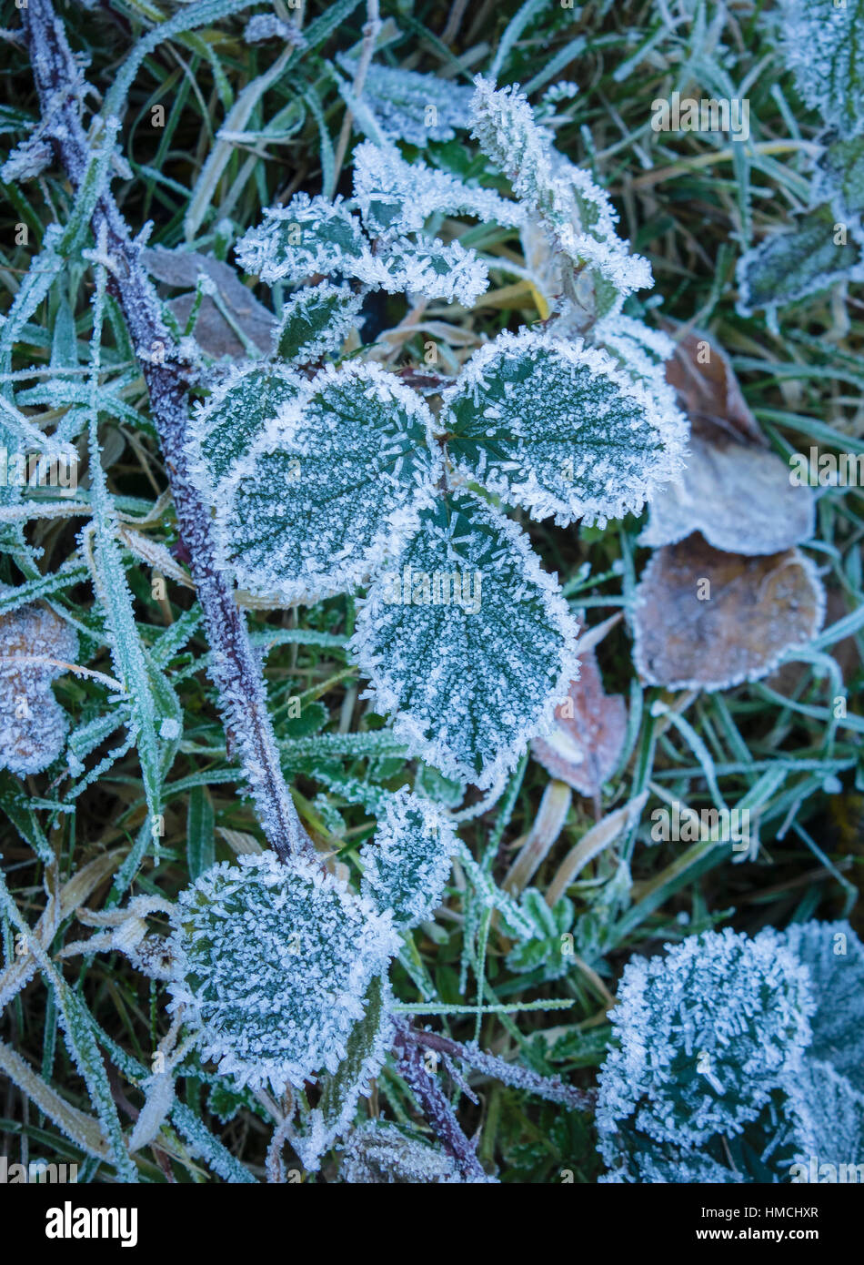 Hoar frost hi-res stock photography and images - Alamy