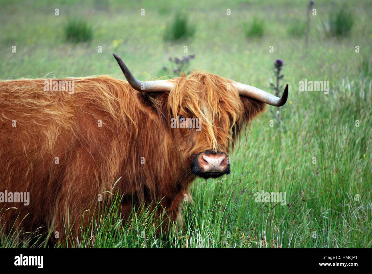 Scottish Highland Cow Stock Photo