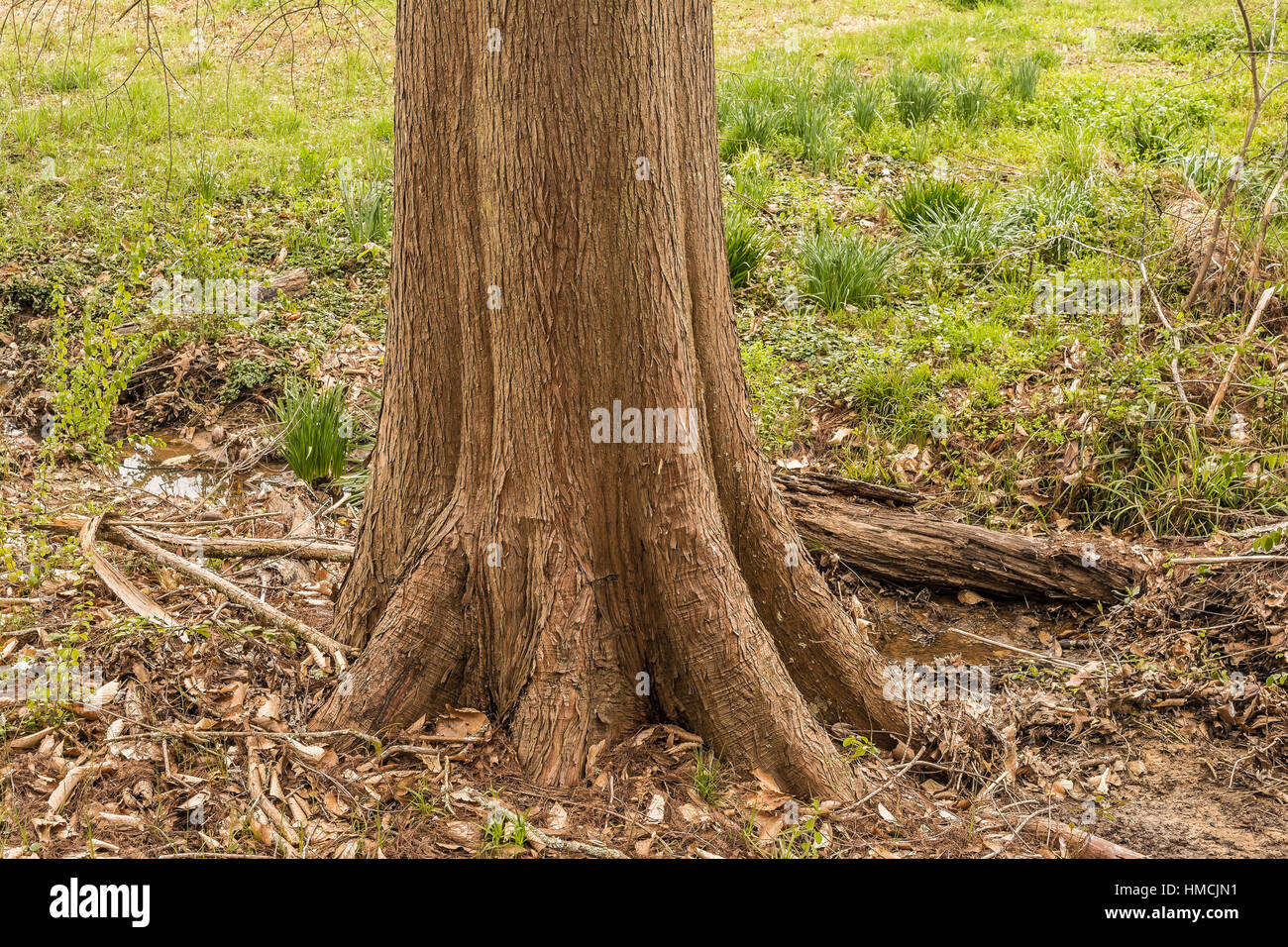 Cypress Tree Trunk on grassy background. Stock Photo