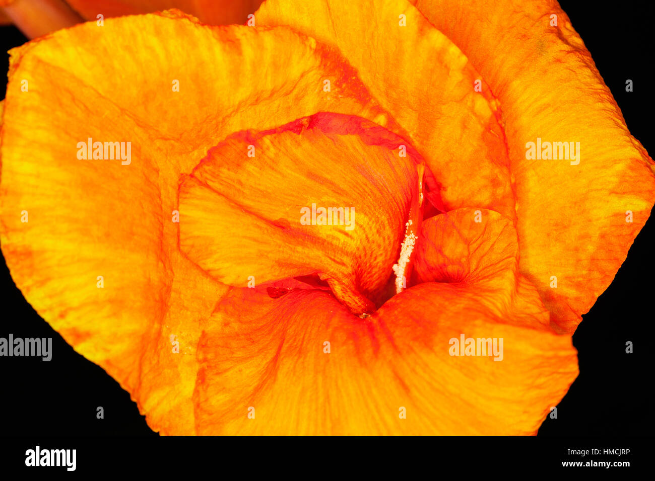 Close-up of  a canna lily Stock Photo