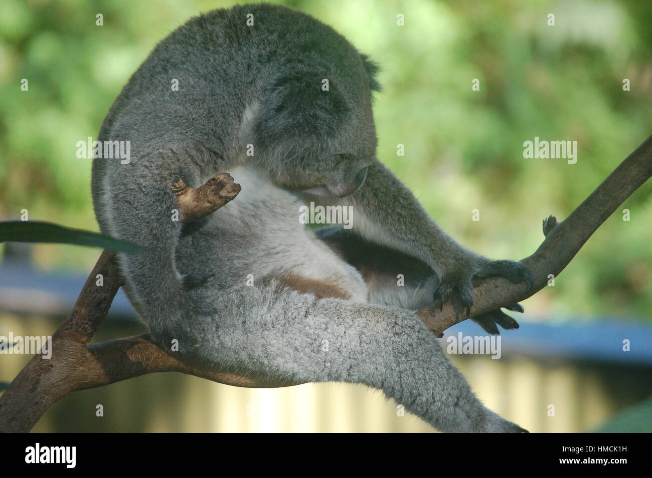 Koala Bear Sitting In Tree, Central Coast, New South Whales, Australia Stock Photo