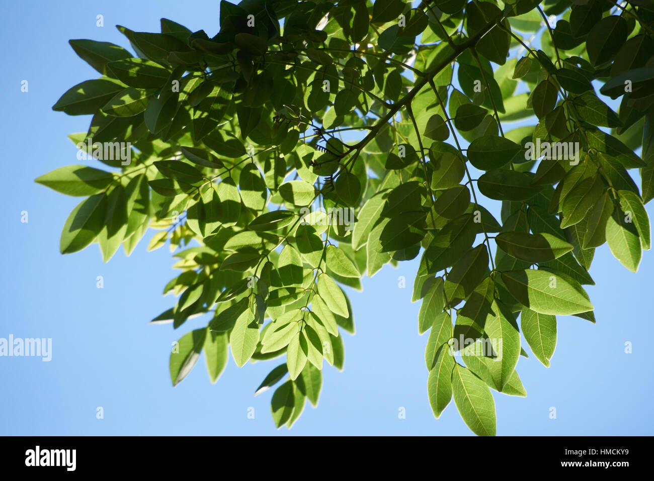 green leaves closeup with blue sky background Stock Photo - Alamy