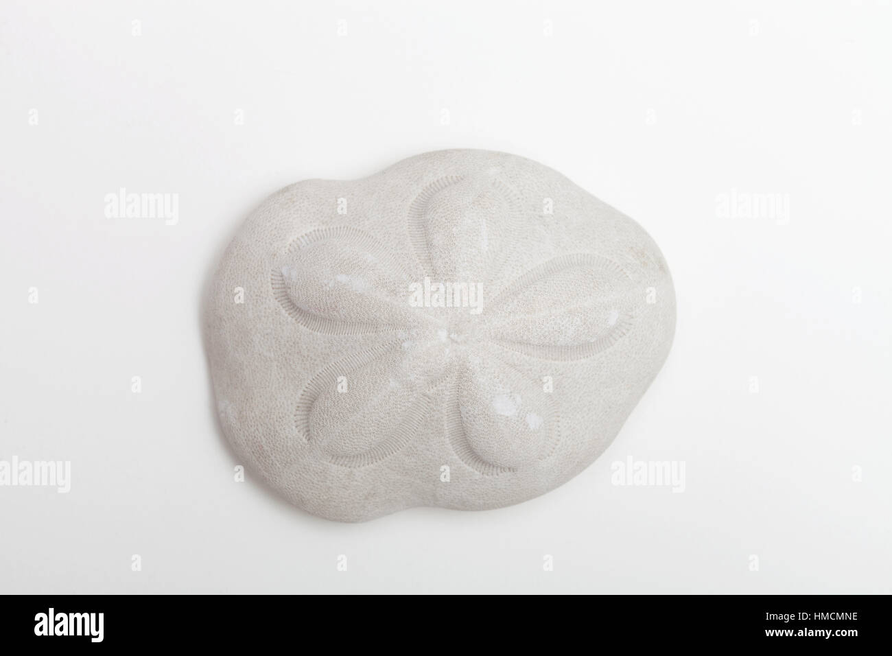 A type of sand dollar known as a sea biscuit Stock Photo