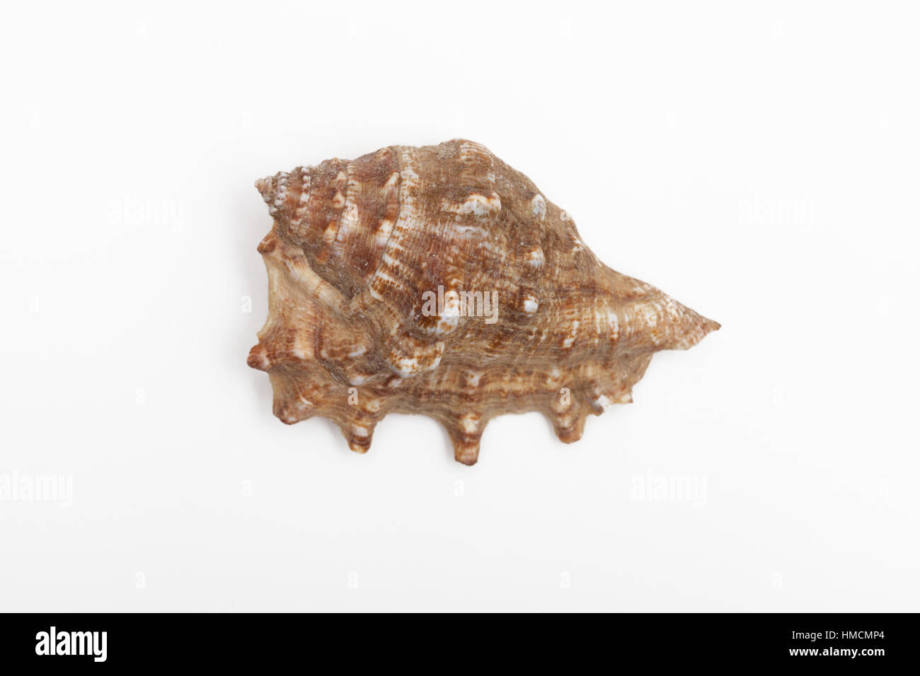 A type of sea snail called a conch Stock Photo