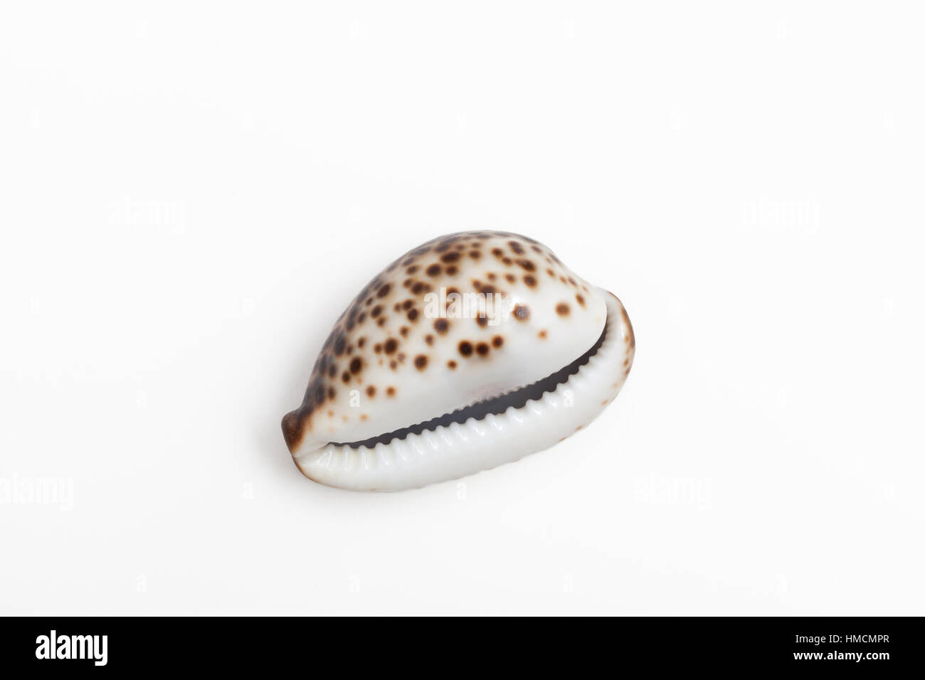 A type of sea snail called a cowrie or cowry Stock Photo