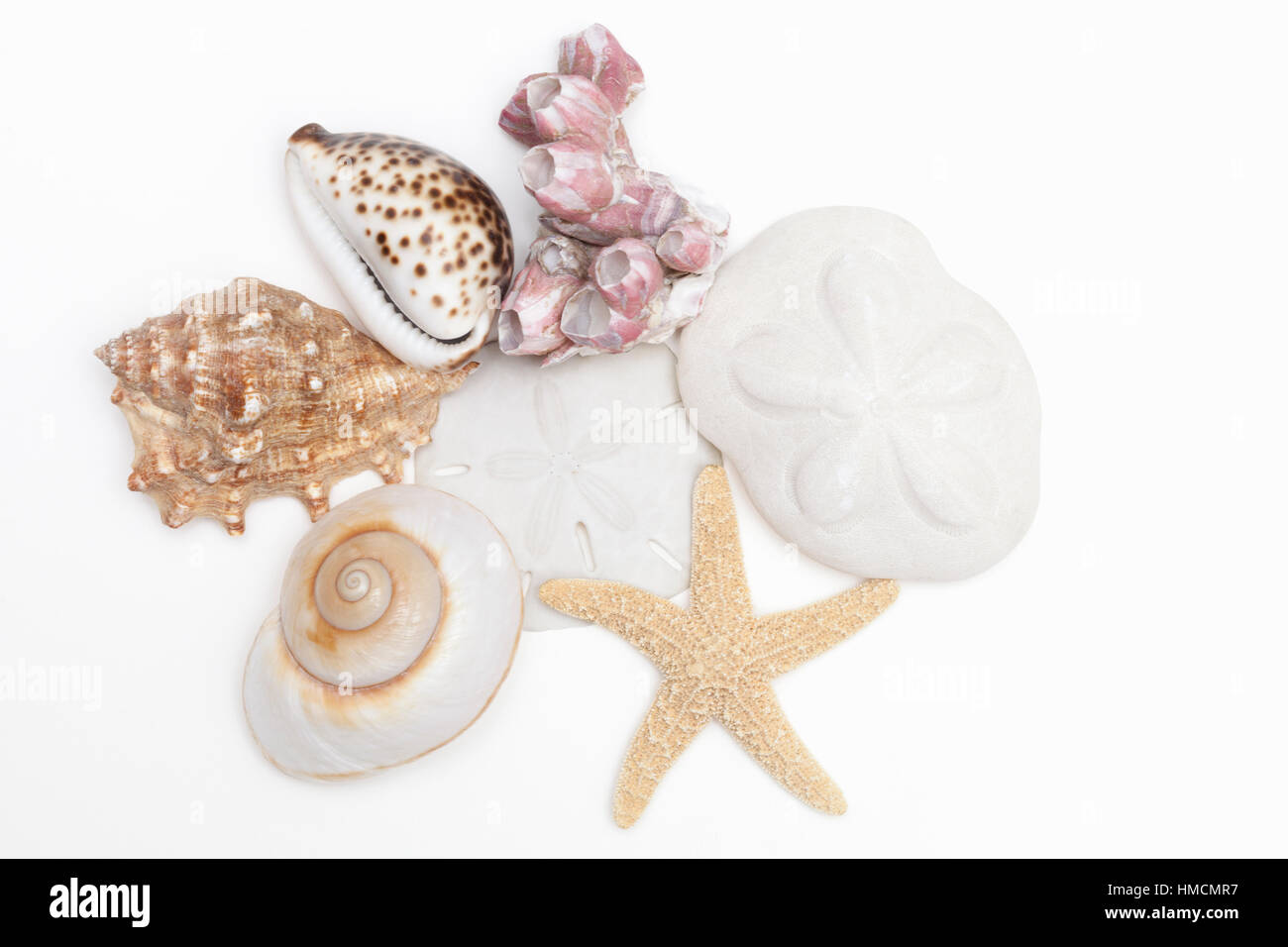 A collection of seashells - a cowrie, moon shell, conch, barnacles, starfish, sand dollar and sea biscuit on a white background. Stock Photo