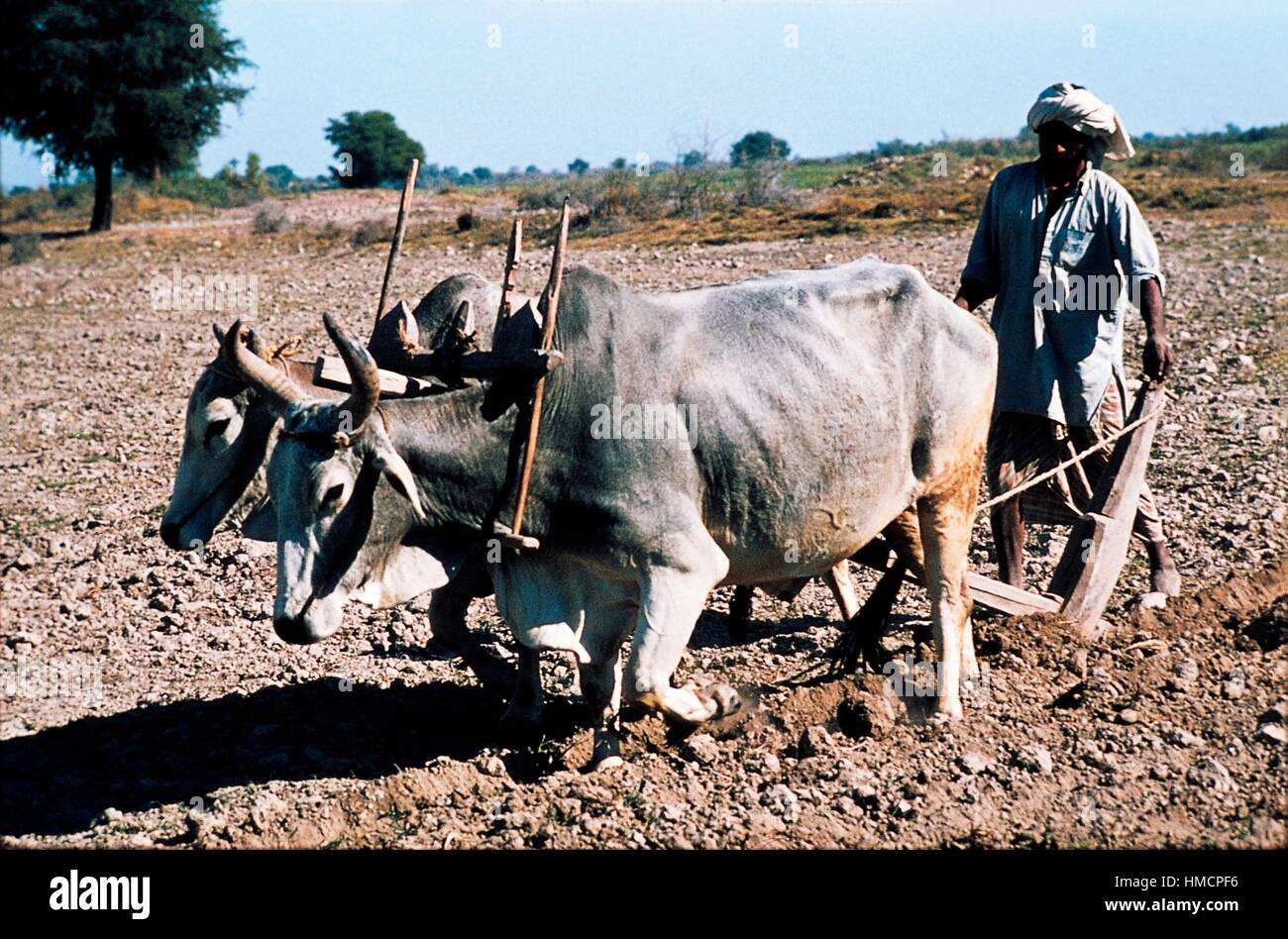 Farmer using a plow drawn by oxen, India. Stock Photo