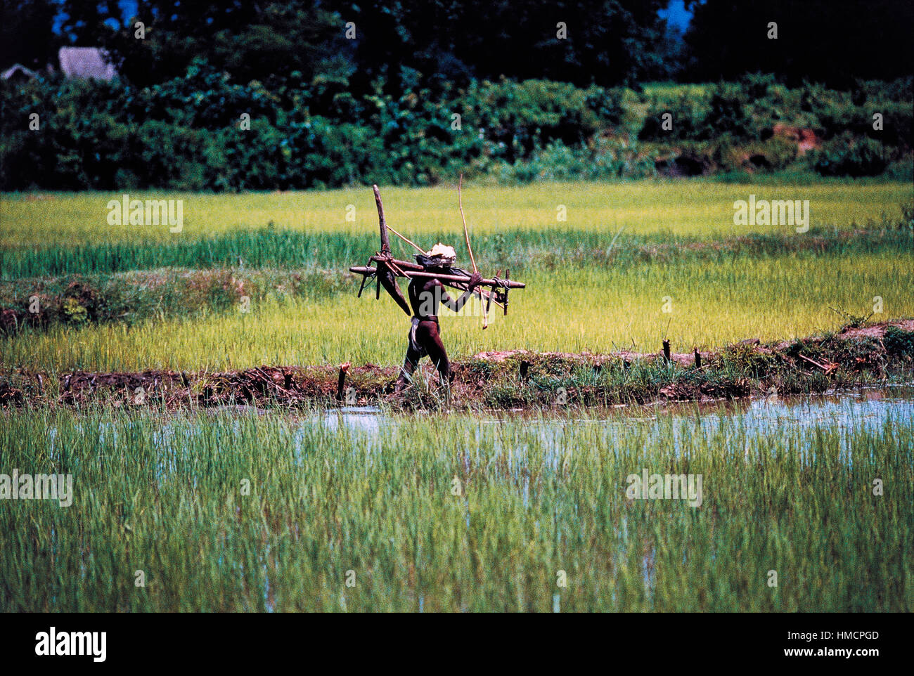 Adivasi farmer walking at the edge of a rice field carrying a scratch