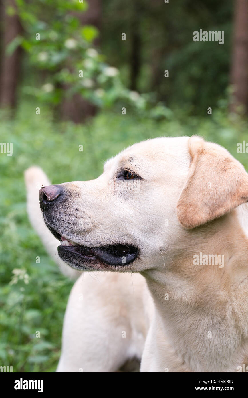 A yellow labrador looking alert during a walk Stock Photo - Alamy