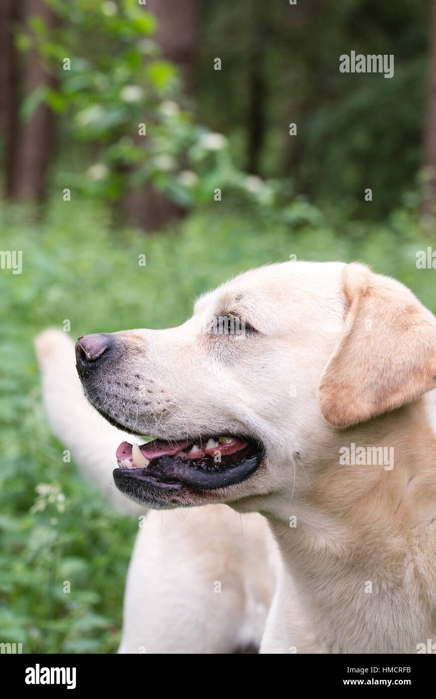 A yellow labrador looking alert during a walk Stock Photo - Alamy