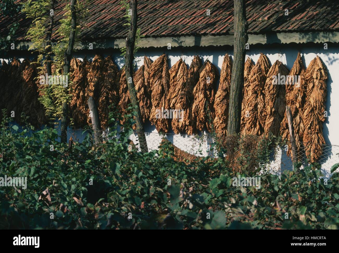 Tobacco hanging out to dry, Slobozia, Romania Stock Photo