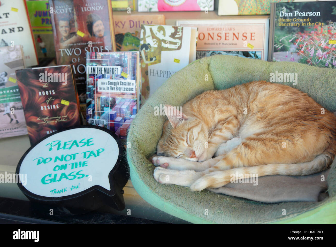 Cat in a bookshop window, USA Stock Photo
