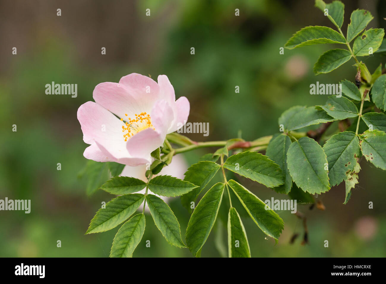 Rosa canina, commonly known as the dog-rose on a bush in woodland, UK Stock  Photo - Alamy