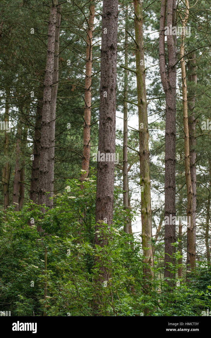 A group of trees in a pine forest in the UK Stock Photo