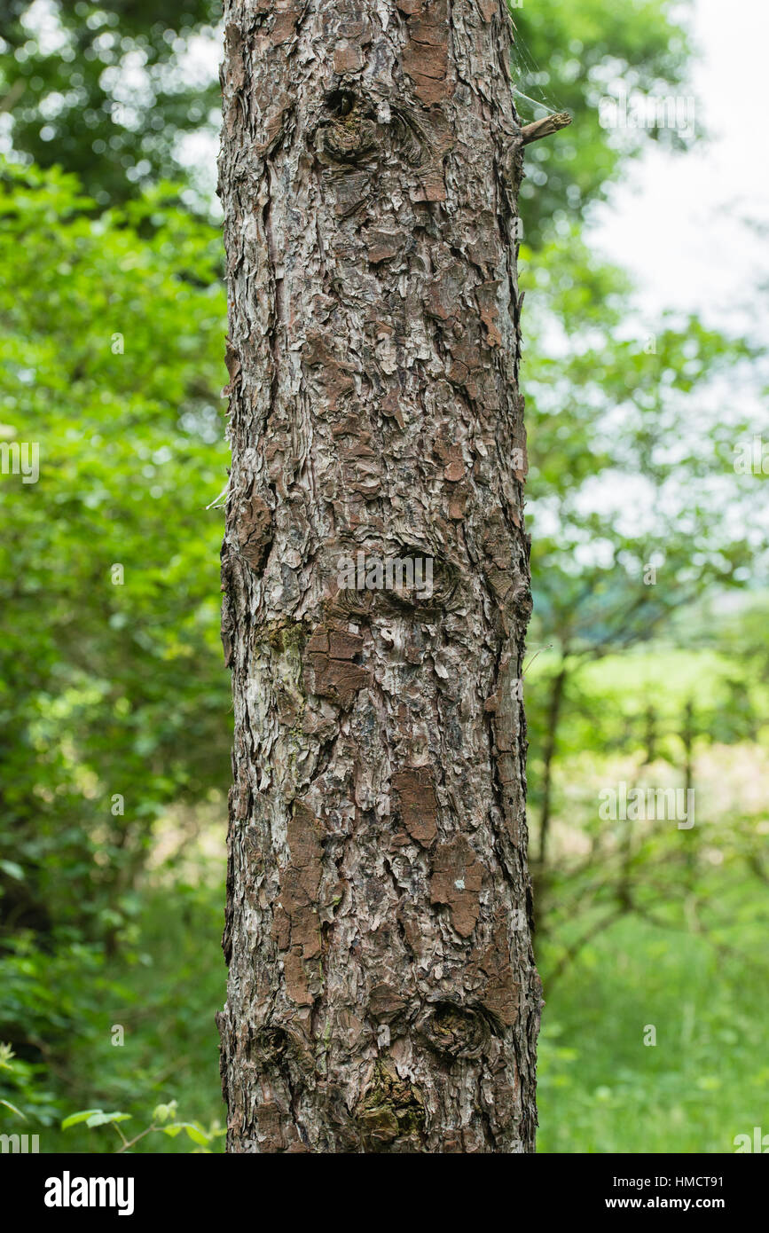 Close up of a tree in a pine forest in the UK Stock Photo