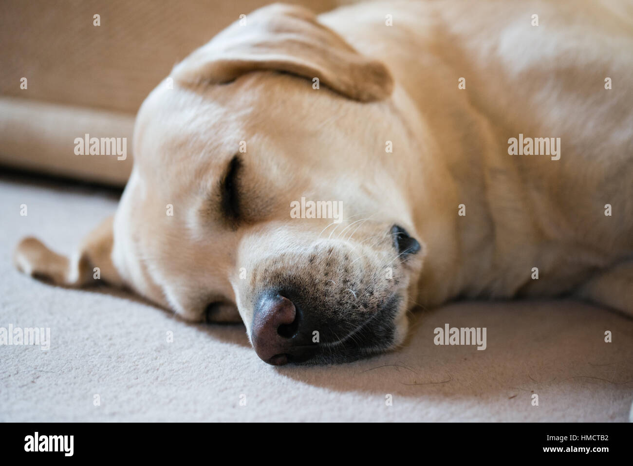 A male yellow Labrador sleeping on a cream carpet Stock Photo