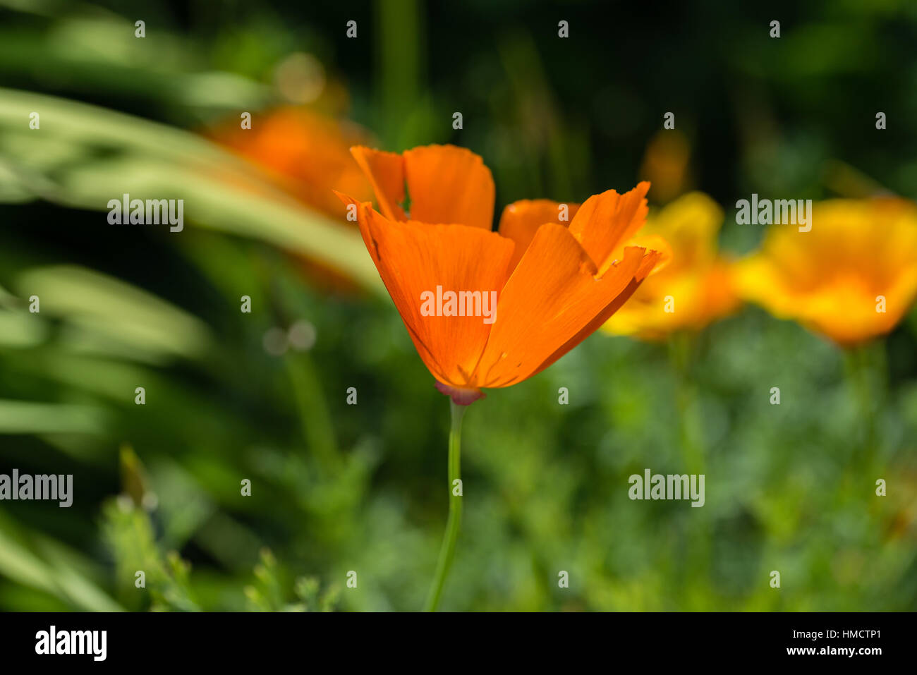 Close up of an orange California poppy in a garden in the UK Stock Photo