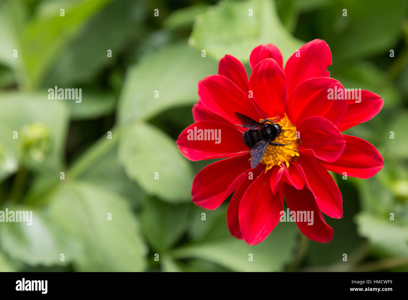Dahlia (Dahlia pinnata), red flower with carpenter bee (Xylocopa sp.) in garden, Campos do Jordao, State of Sao Paulo, Brazil Stock Photo