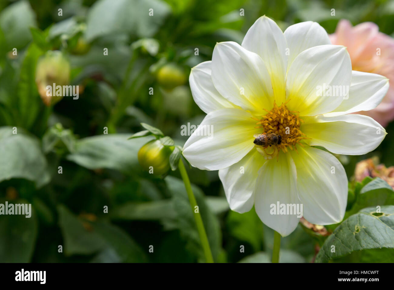 Dahlia (Dahlia pinnata), white flower with honey bee, in garden, Campos do Jordao, State of Sao Paulo, Brazil Stock Photo