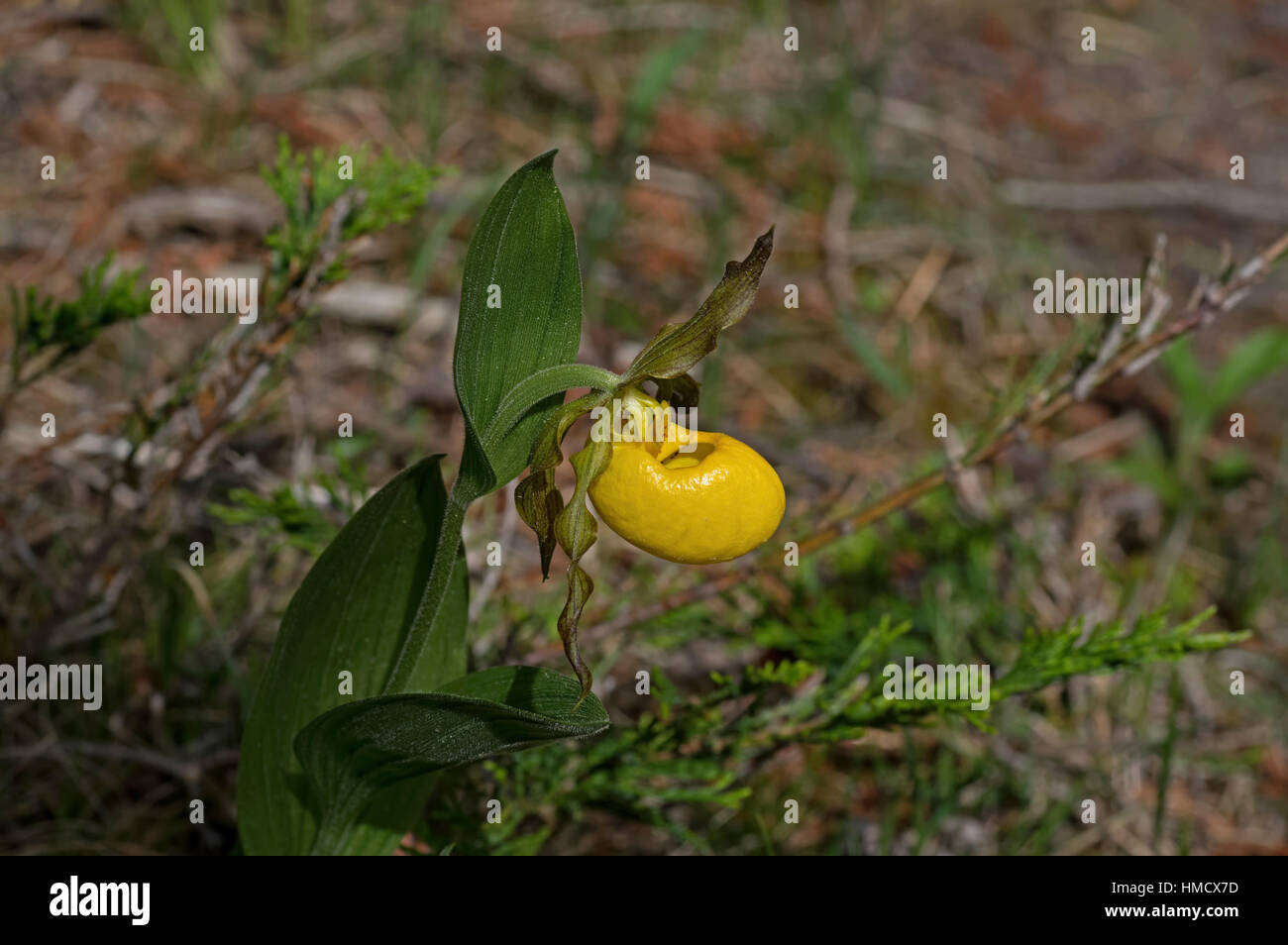 Cypripedium parviflorum, commonly known as yellow lady's slipper, moccasin flower, or hairy yellow lady slipper is an orchid found in North America. Stock Photo