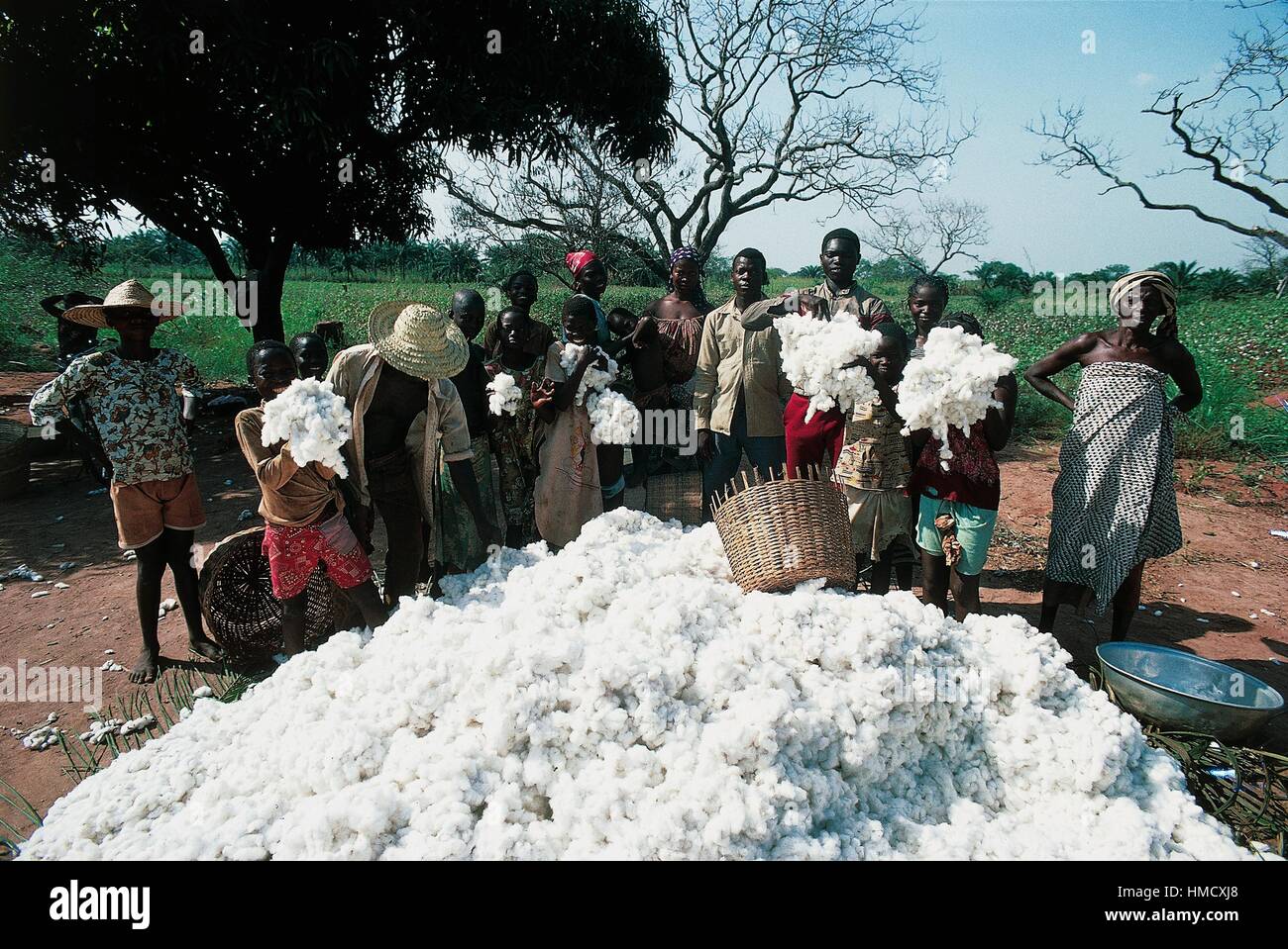 Cotton harvest in a village, Benin Stock Photo Alamy