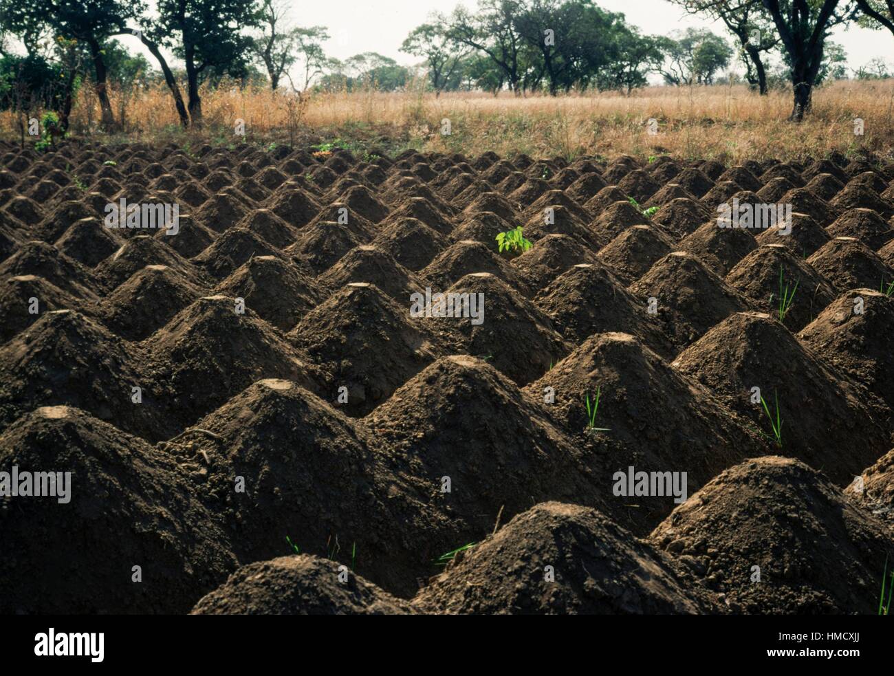 Yam plantation, Benin Stock Photo Alamy