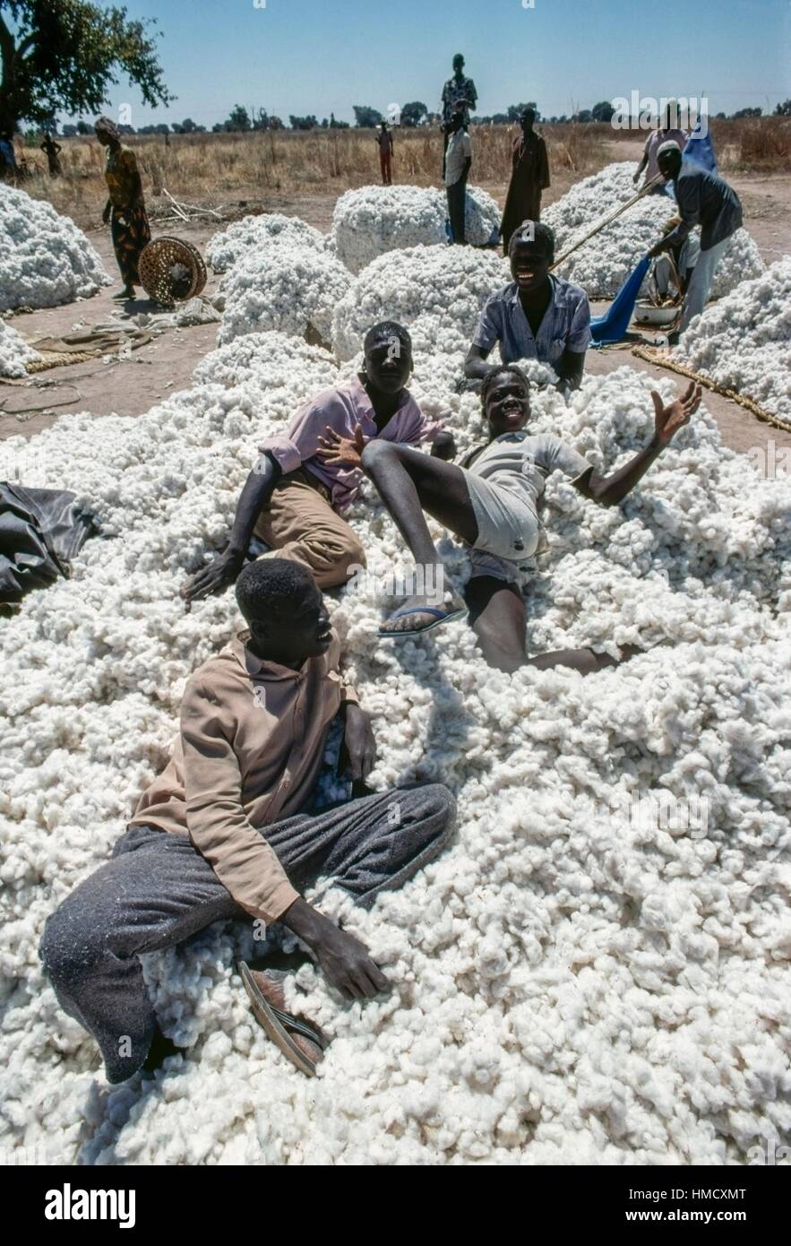 Bales of cotton in the Maroua area, Cameroon Stock Photo Alamy