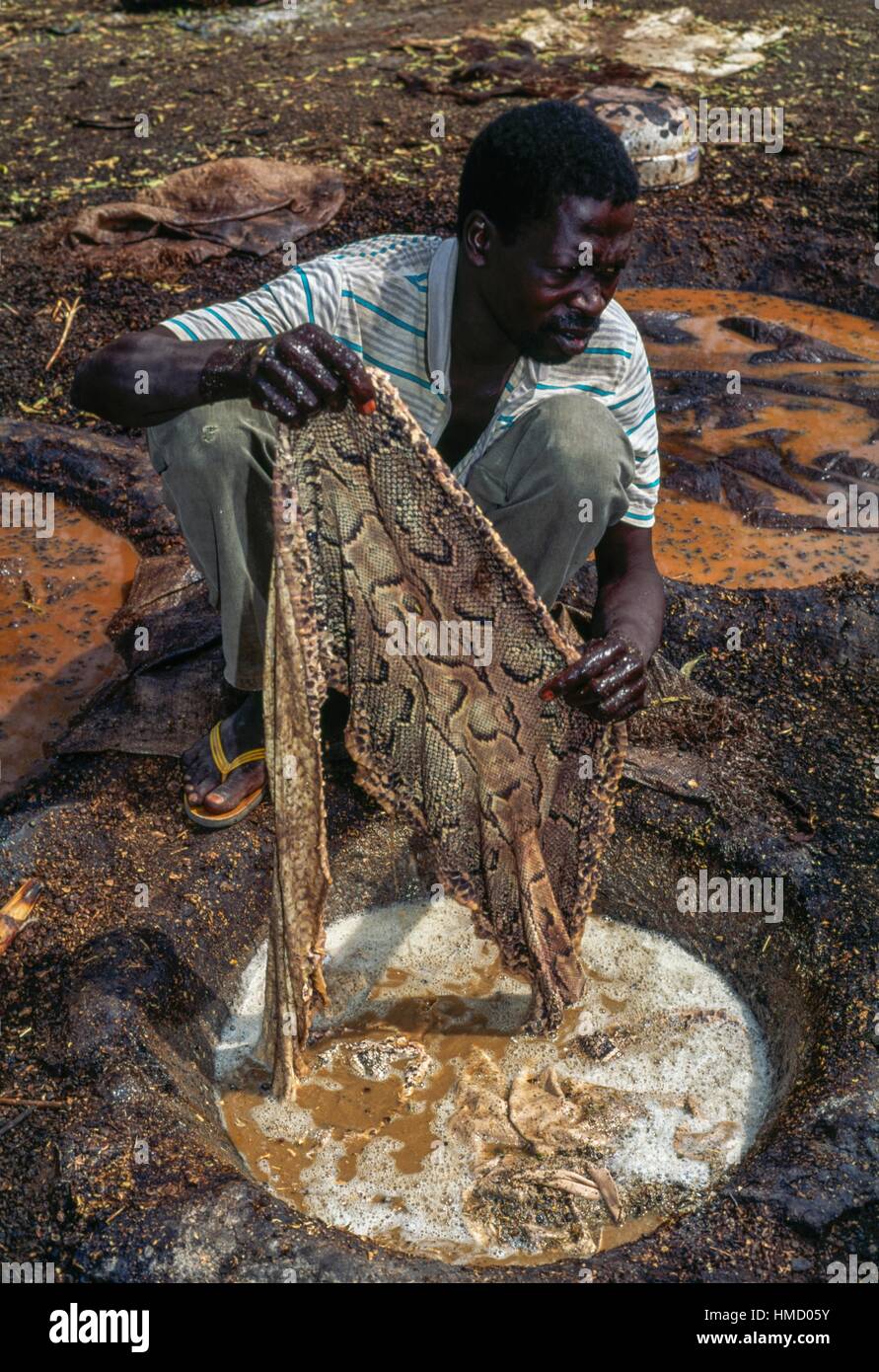A man tanning a snake skin, tannery district, Maroua, Cameroon Stock