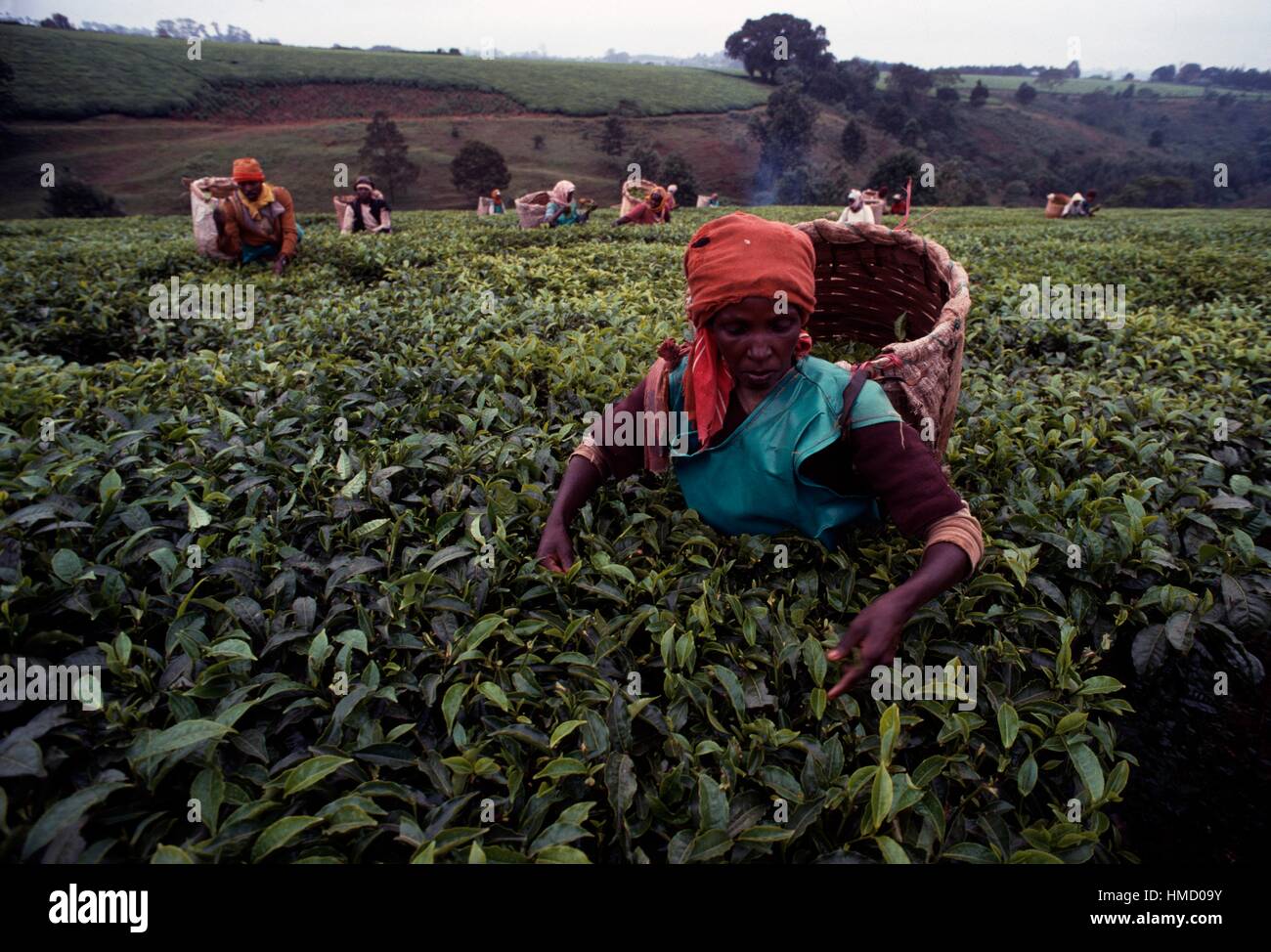 A woman wearing a conical wicker basket (gerla) and collecting tea on a