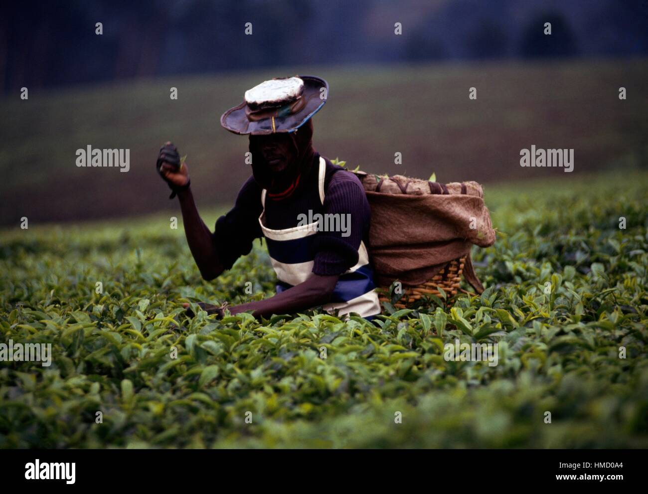 A woman wearing a conical wicker basket (gerla) and collecting tea on a