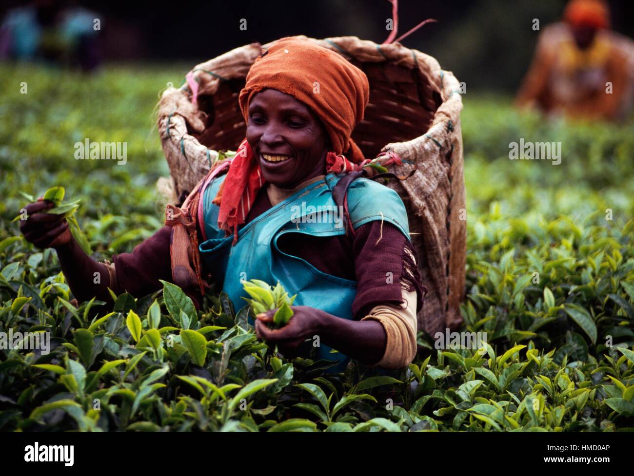 A woman wearing a conical wicker basket (gerla) and collecting tea on a