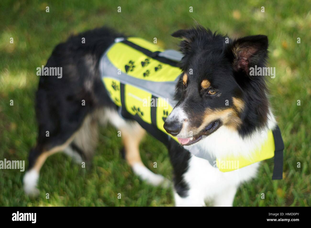 Dog wearing a life jacket Stock Photo Alamy