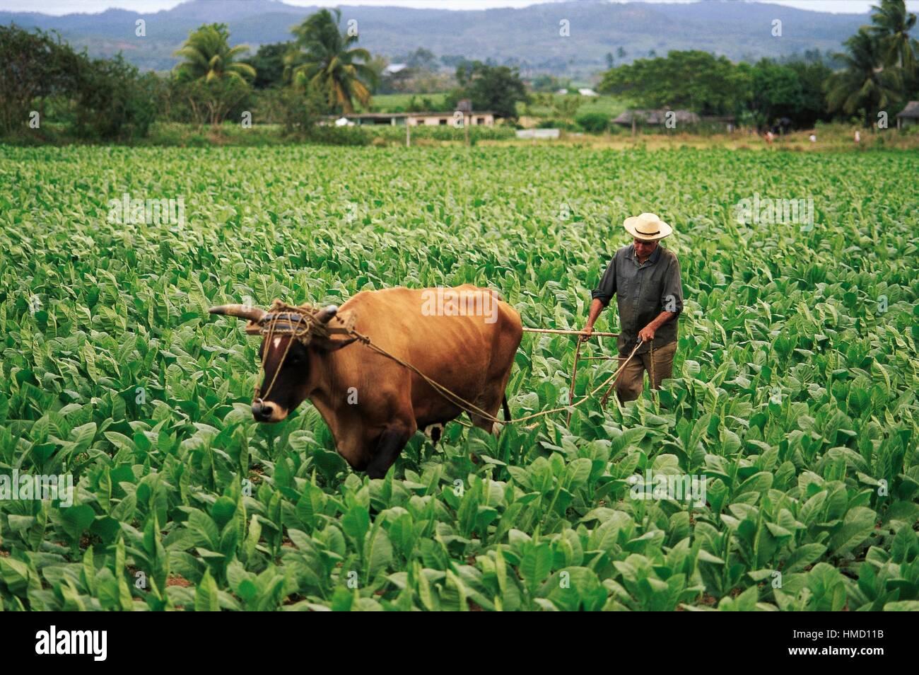 ox tobacco A man and ox working in a tobacco field, San Juan y Martinez, Pinar del  Rio, Cuba Stock Photo