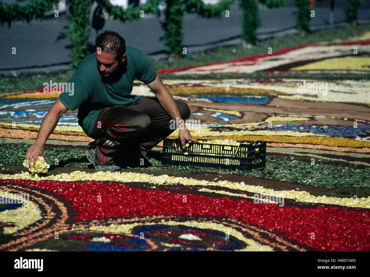 Preparing carpets of flowers, infiorata (floral display) for Corpus Christi in via Italo Belardi, Genzano, Lazio, Italy. Stock Photo