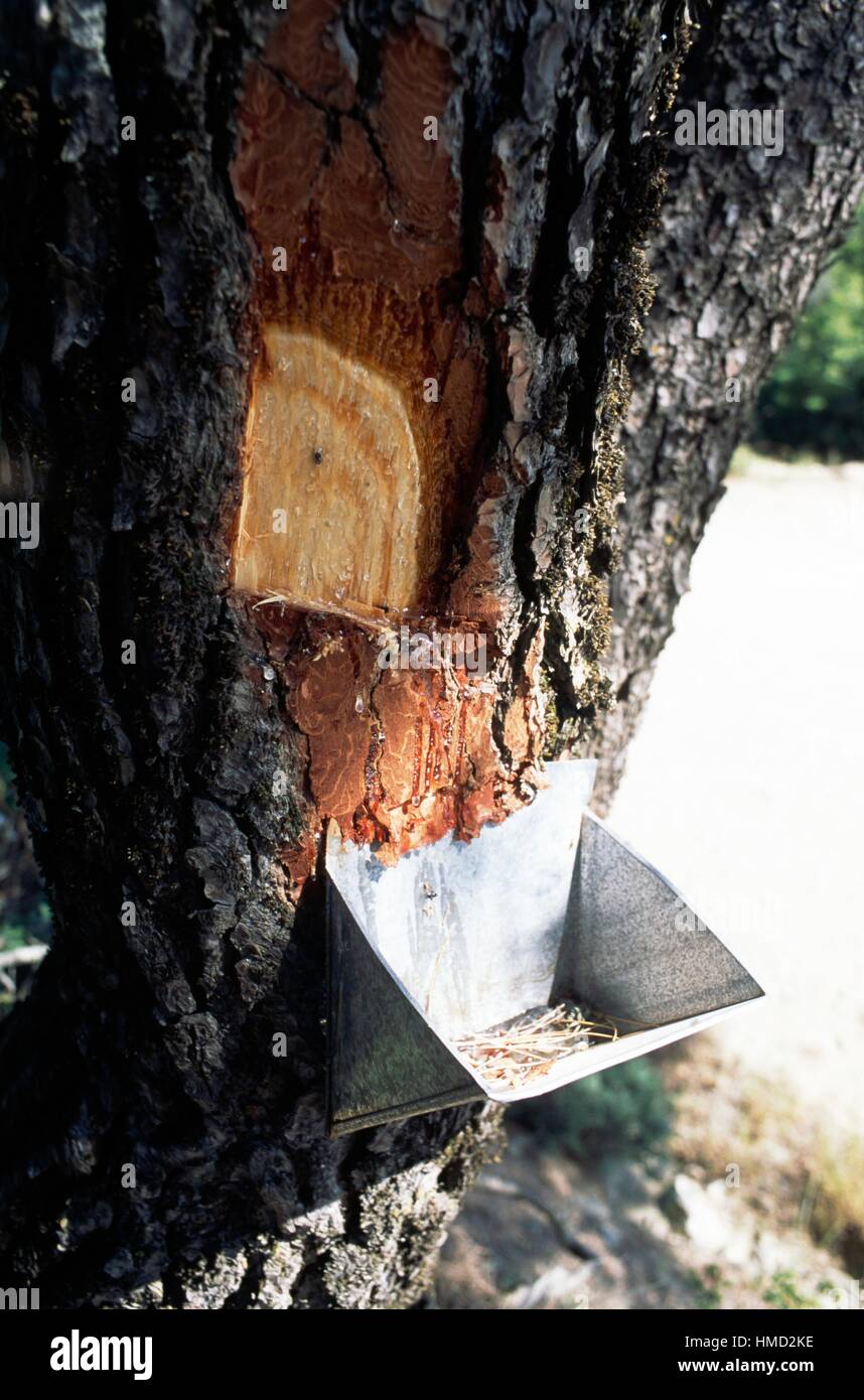 Harvesting pine resin from bleeding trees, Uganda Stock Photo - Alamy