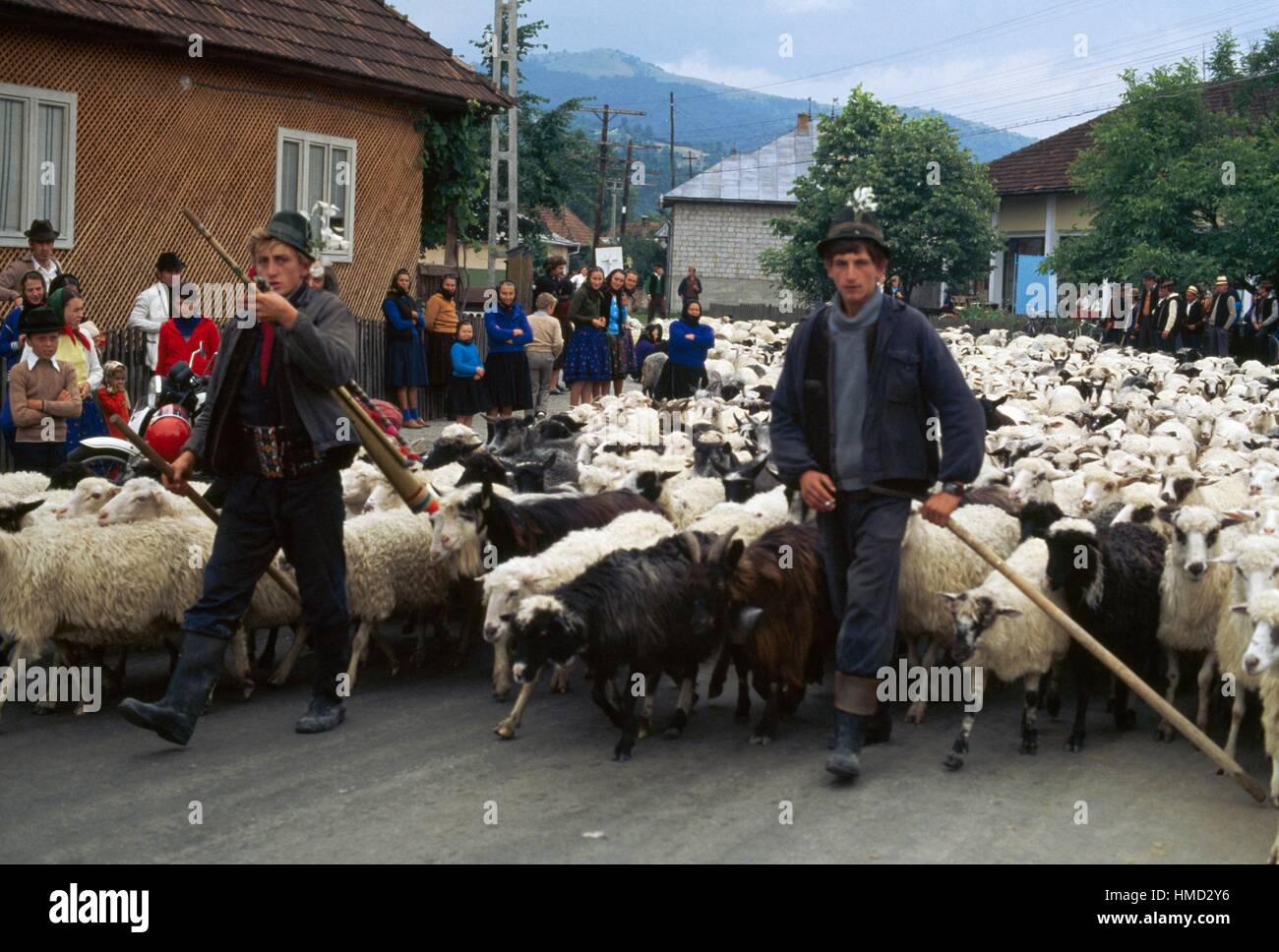 Shepherds with sheep, Petrova village, Maramures county, Romania Stock Photo Alamy