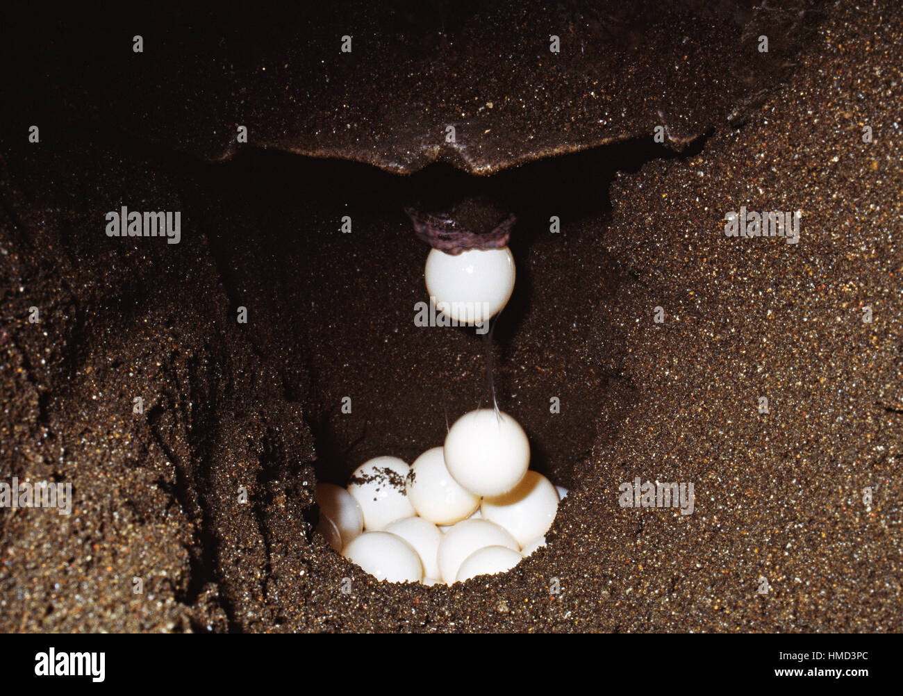 Reptiles laying eggs hires stock photography and images Alamy
